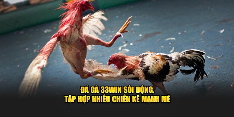 Sảnh đá gà 33Win vô cùng sôi động Sảnh đá gà 33Win vô cùng sôi động