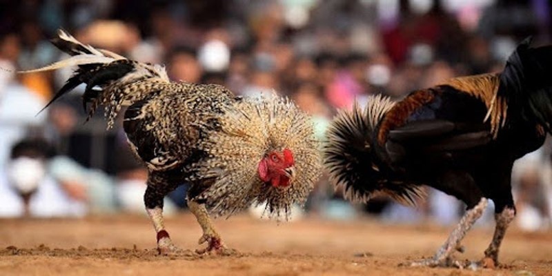Vài điều cần biết về sảnh đá gà 99OK Vài điều cần biết về sảnh đá gà 99OK