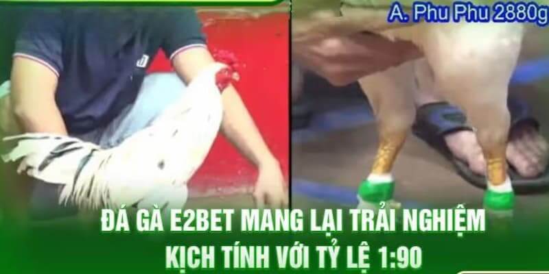 Một số ưu điểm nổi bật tại sảnh đá gà E2bet